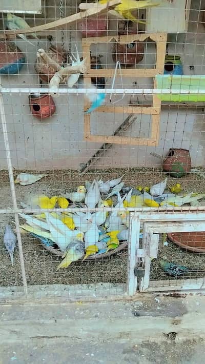 Australian parrots breeding pairs available