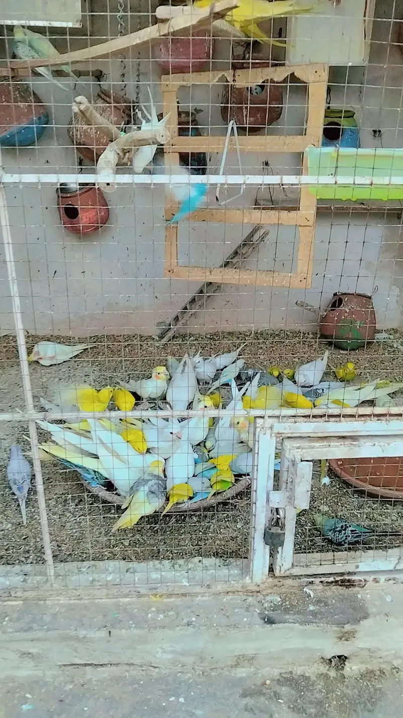 Australian parrots breeding pairs available