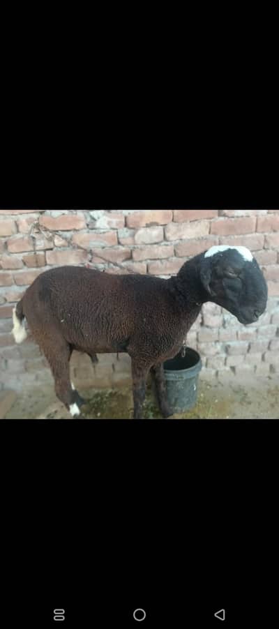 sheep for sale