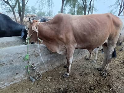 qurabani K Bachra