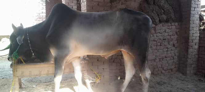 بیل ہے