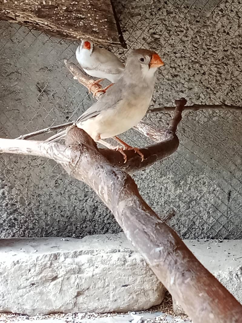 finches 0