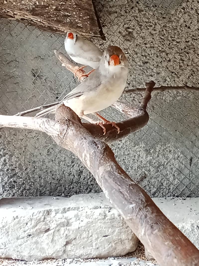 finches 1