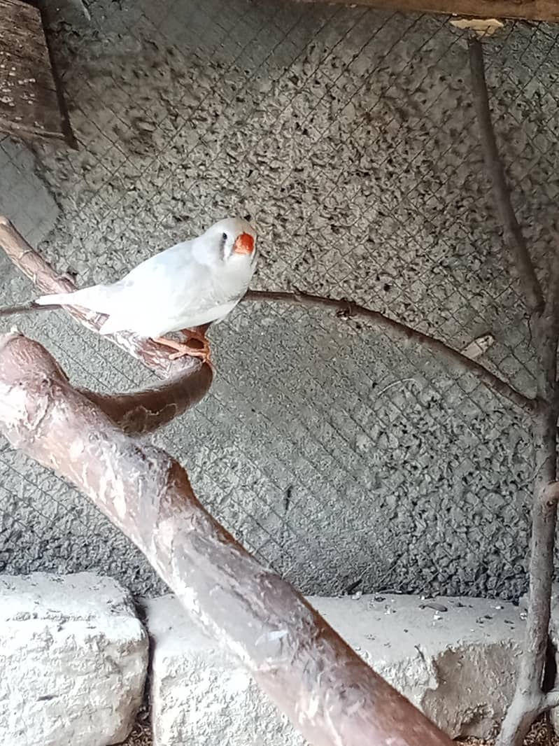 finches 2