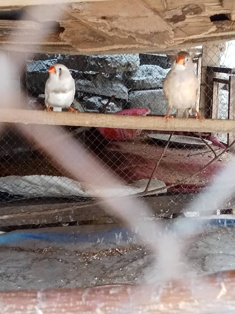 finches 3