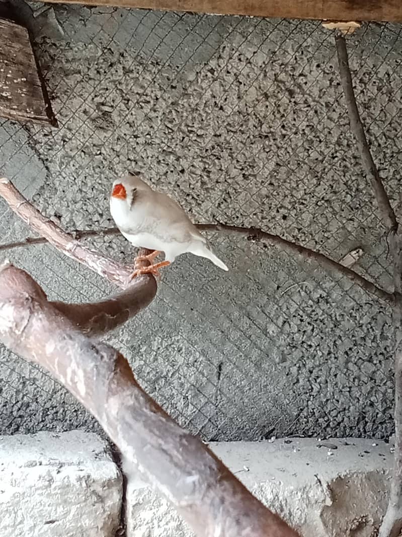 finches 4