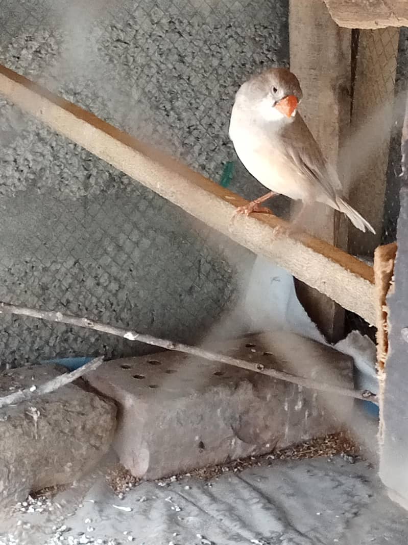 finches 5