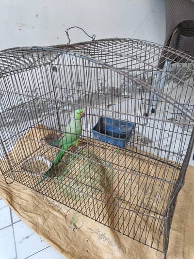 RAW PARROT