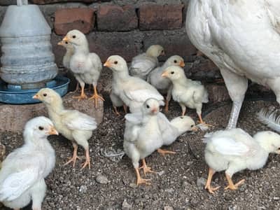 High Quality Aseel Heera Chicks for sale