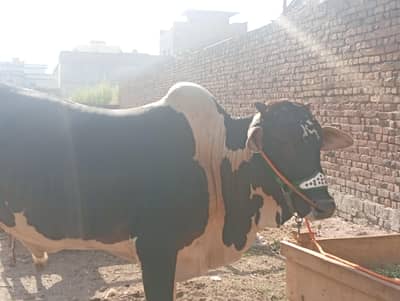 Pure Desi Vacha for sale