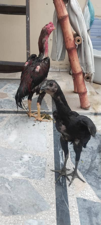 Black eyesDragon male chick, age 4 months (0/3/1/5/5/8/6/5/6/4/7/