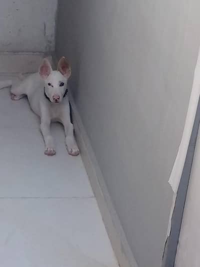 Gultair female age 4 month pink nose . Pure gultair hai .