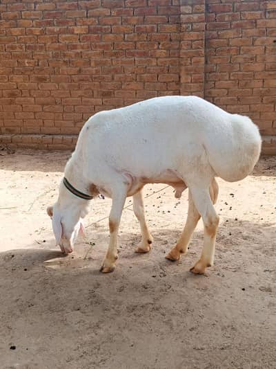 Beautiful Qurbani Fateh jhangi Dumba