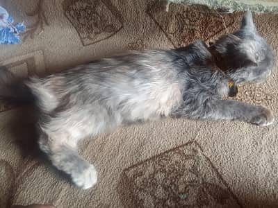 most beautiful cat