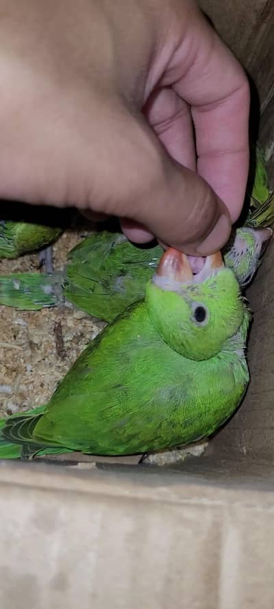 all parrot chicks