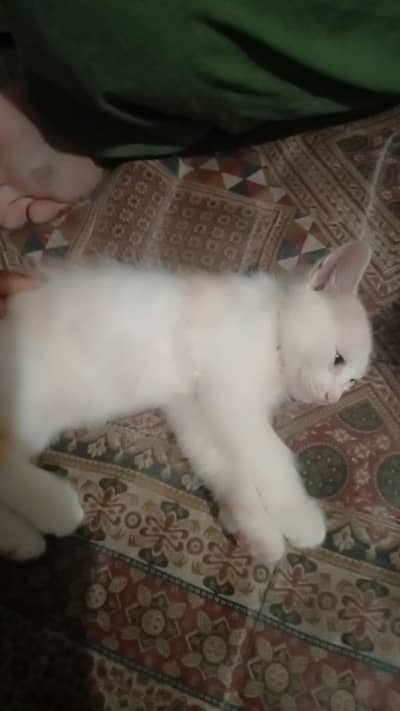 cats baby cute