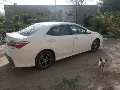 Altis grande