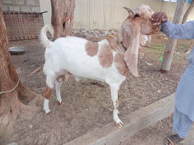 2 dant Ando Bakra