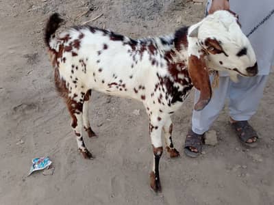Bakra for sale Call WhatsApp 03486778002