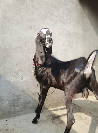 Desi Bakra qurbani k liya