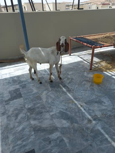 2 GOATS AVAILABLE FOR SALE 12 MONTHS AGE KHASSI