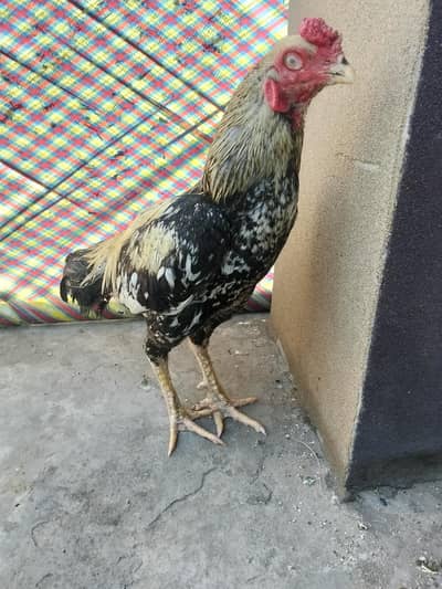 Aseel jawa