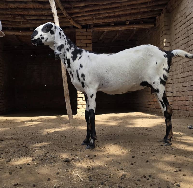 ماشاءاللہ دو خوبصورت اور صحت مند  بکریاں فروخت کے لیے دستیاب 2