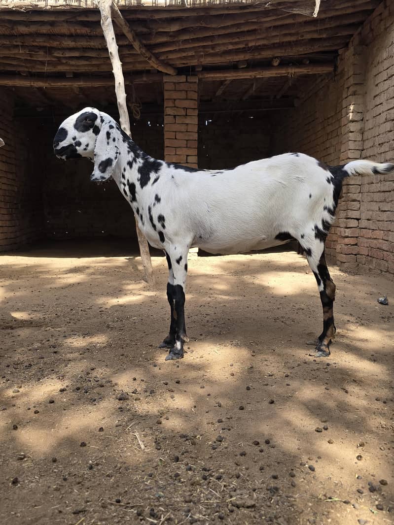 ماشاءاللہ دو خوبصورت اور صحت مند  بکریاں فروخت کے لیے دستیاب 3
