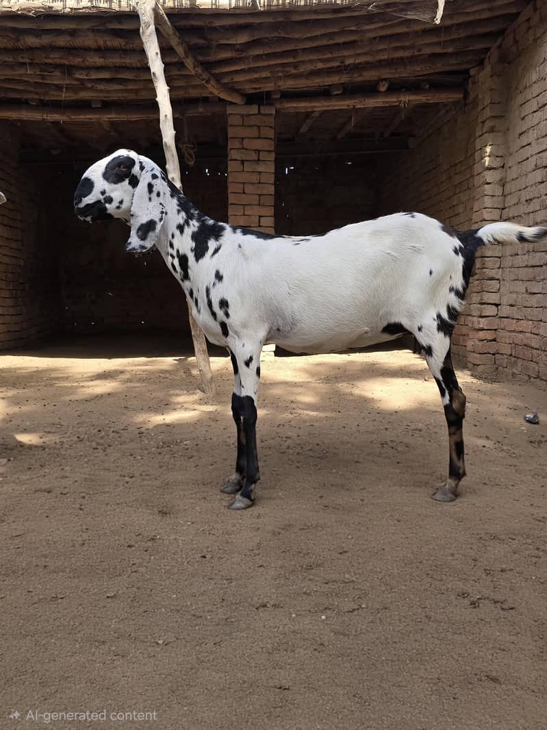 ماشاءاللہ دو خوبصورت اور صحت مند  بکریاں فروخت کے لیے دستیاب 4