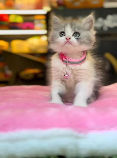 Persian Cat Billi Persian Kitten 3 kot Cat baby  0з48/O29/O146 ωtsp
