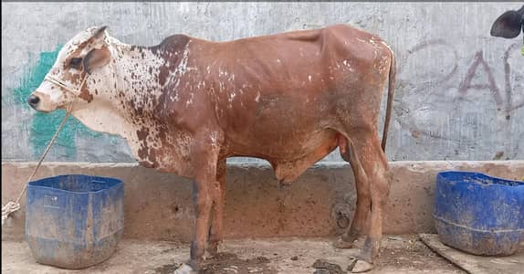 Qurbani bull/Bachra/wacha/donda/Bakra/chatra/Goat /sheep for sell