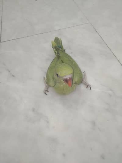 Khan birds