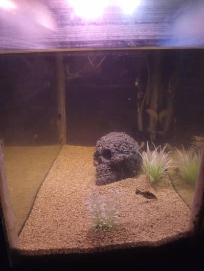 fish tank with full setup