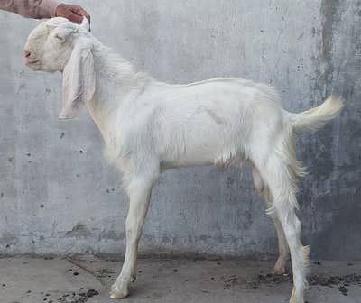 Bakra For Sale