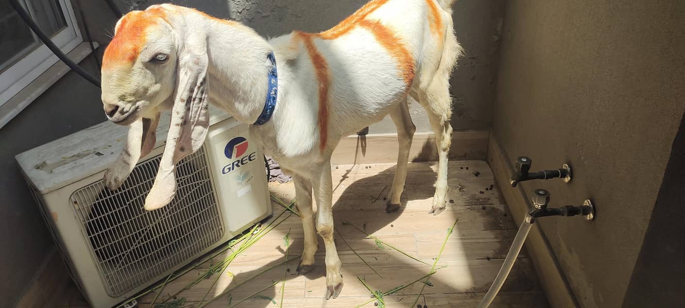 بکرا برائے فروخت وزن 30 سے 35 کلو گوشت 0