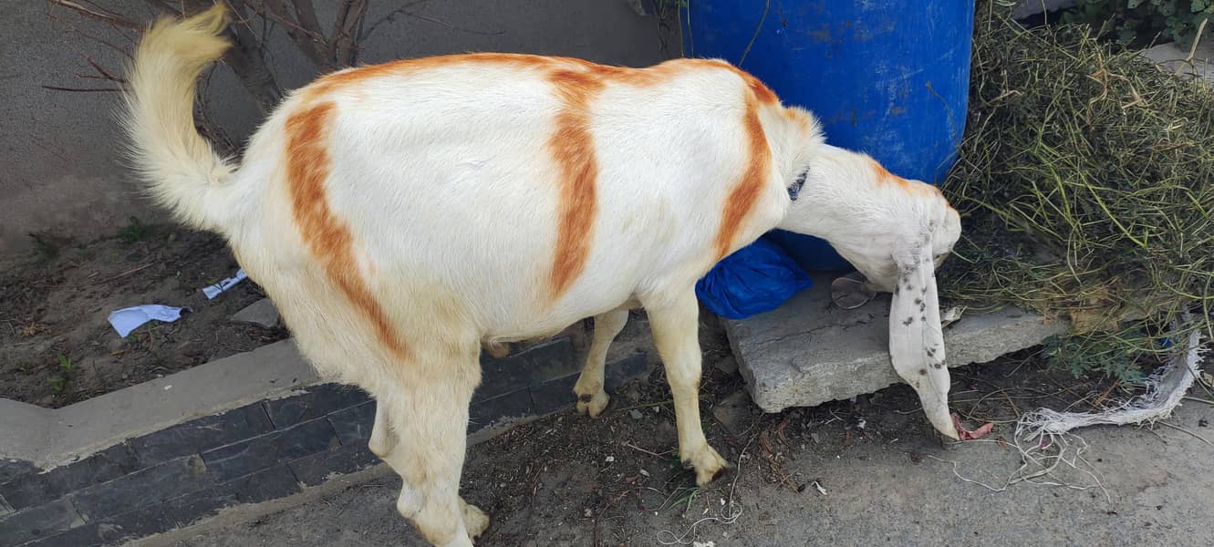بکرا برائے فروخت وزن 30 سے 35 کلو گوشت 1
