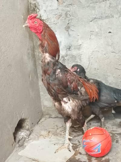 Hen and cock and pigeon for sale call and whatapp number 03016121439