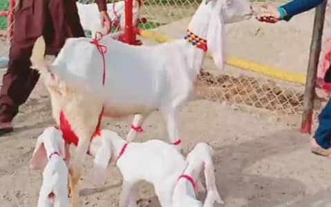 Gulabi Bakri Our 3 Bacchon Ka Sath For Sale/03487390292