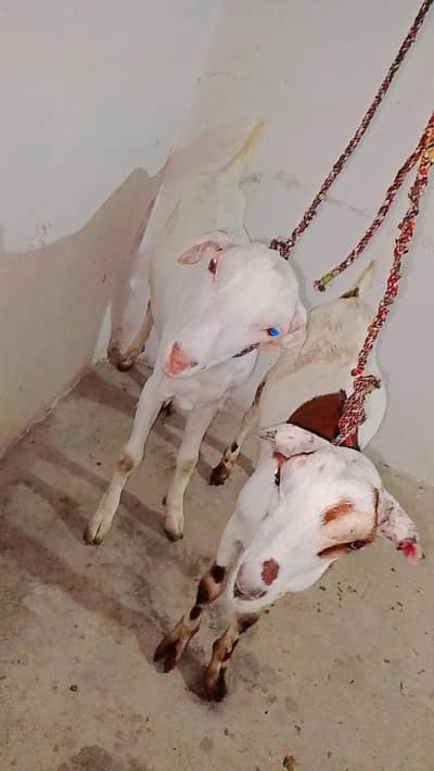 pure Teddy Goats Jori