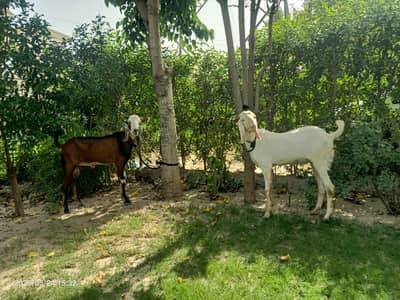 2 dant jori for sale
