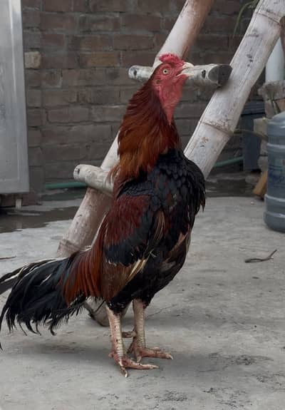 Pure Mianwali Lakha Aseel Breeder