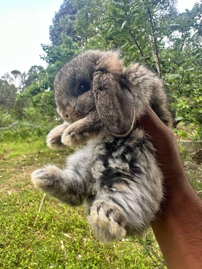 holland lop male buny