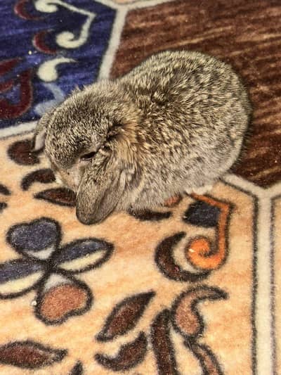 holland lop male top breed