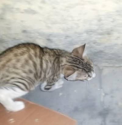 Kitten Adoption Needed Urgently