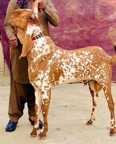 bakra for sale qurbani cargo allPakistan available WhatsApp03281008492