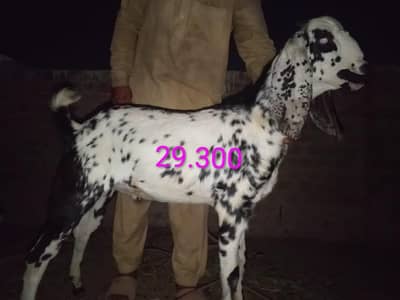 Urgent sale pr kg 1800 beautiful bakra