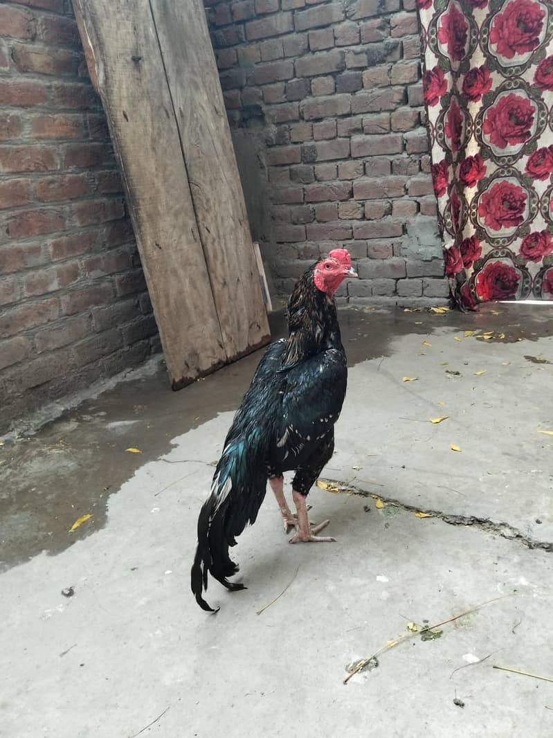 میانوالی اصیل 0