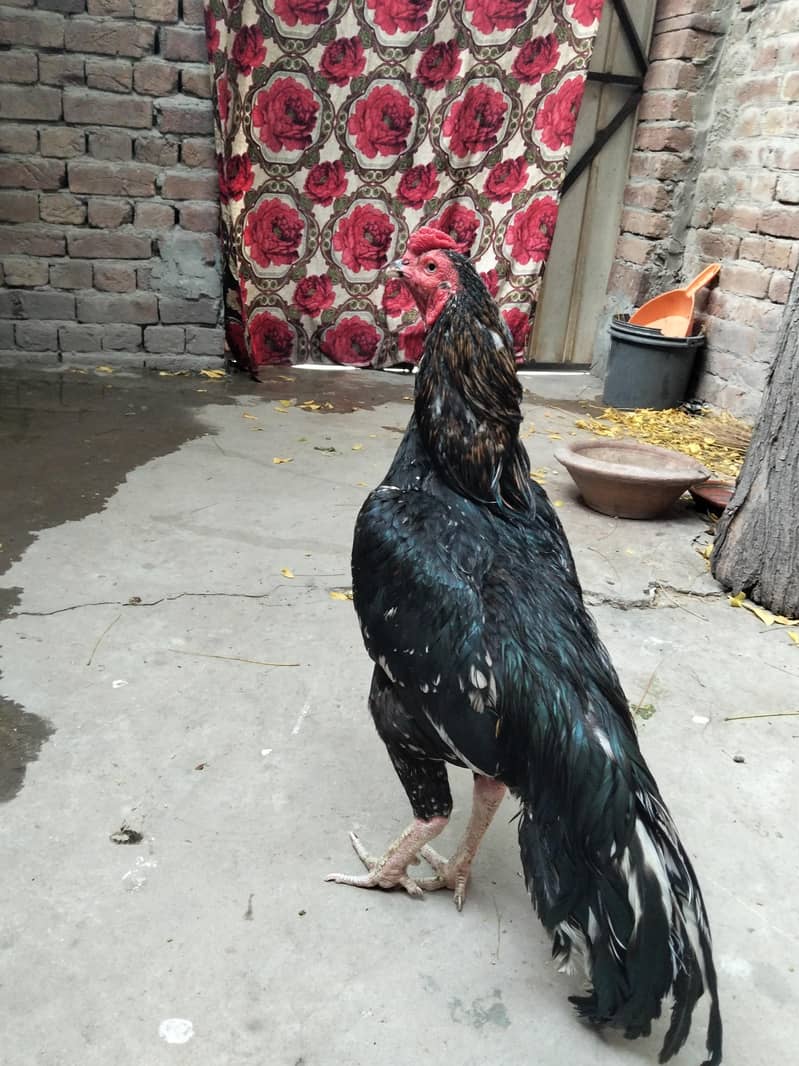 میانوالی اصیل 2
