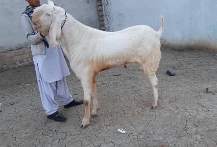 Qurbani ke liye Bakra for sale/ call _03228068418