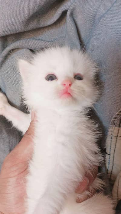 white person triple coat kitten 1 month old Rs 6500